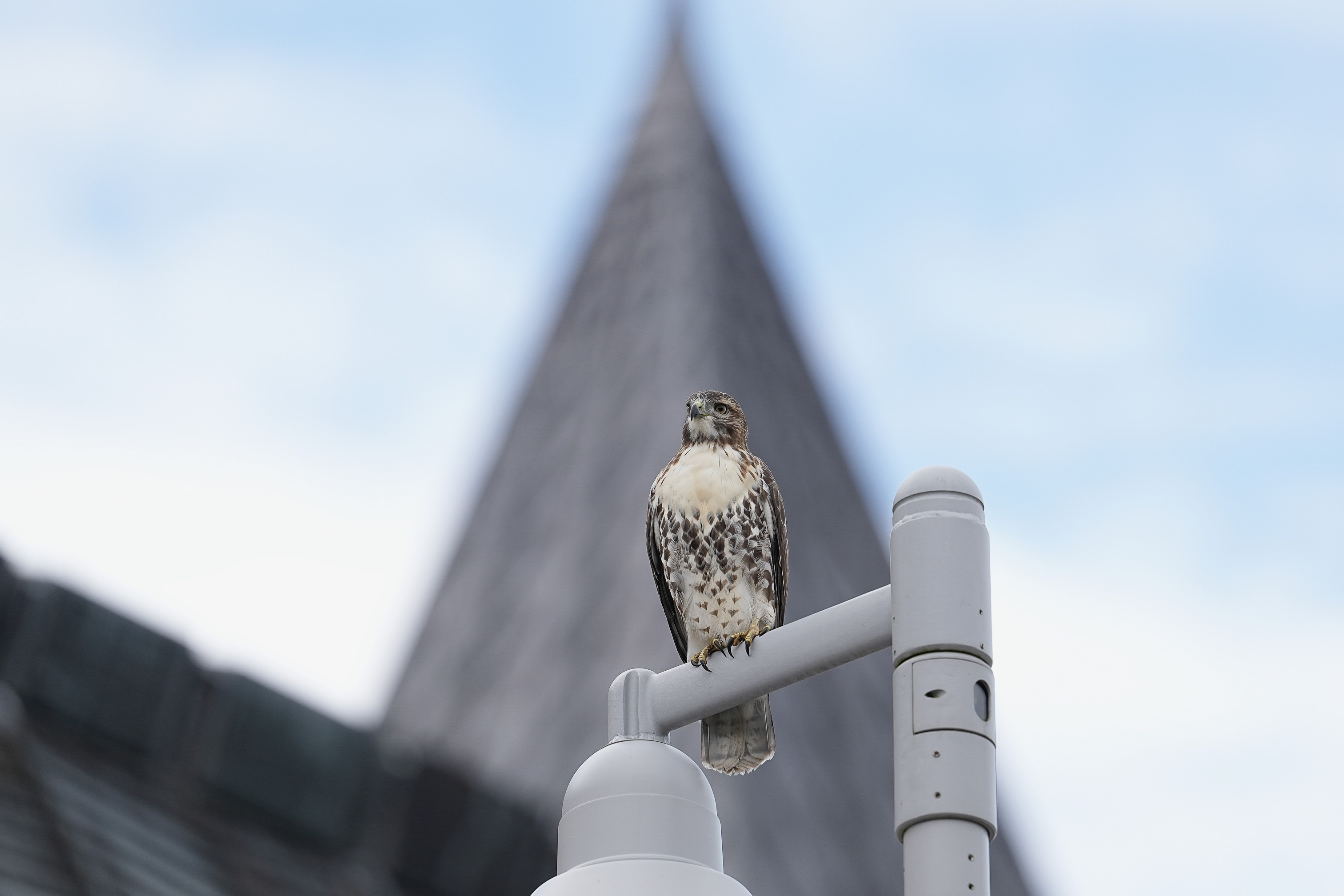 Red-tailed Hawks O1 and O2